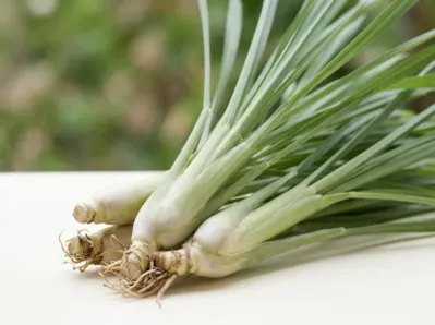 Lemongrass