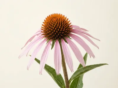 Echinacea pallida