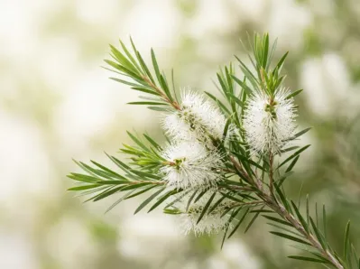 Tea Tree