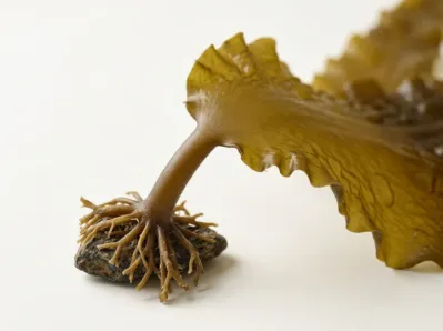 Kombu