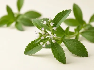 Stevia rebaudiana