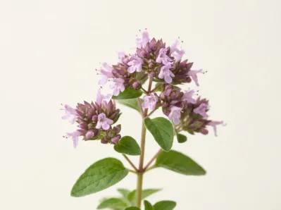 Oregano