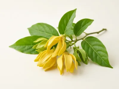 Ylang-Ylang