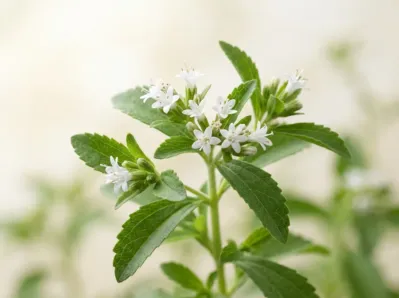 Stevia