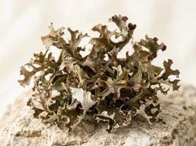 Lichen de piatra