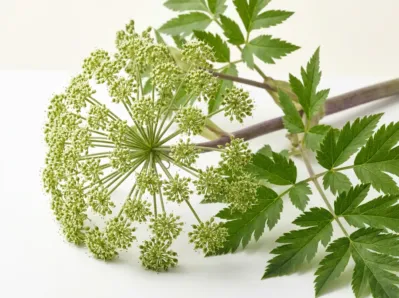 Angelica