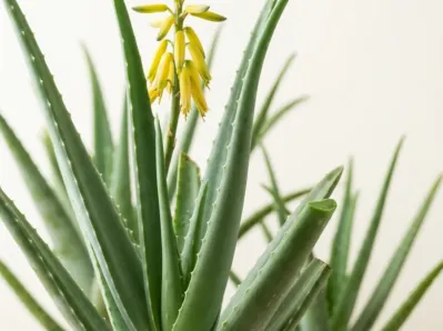 Aloe